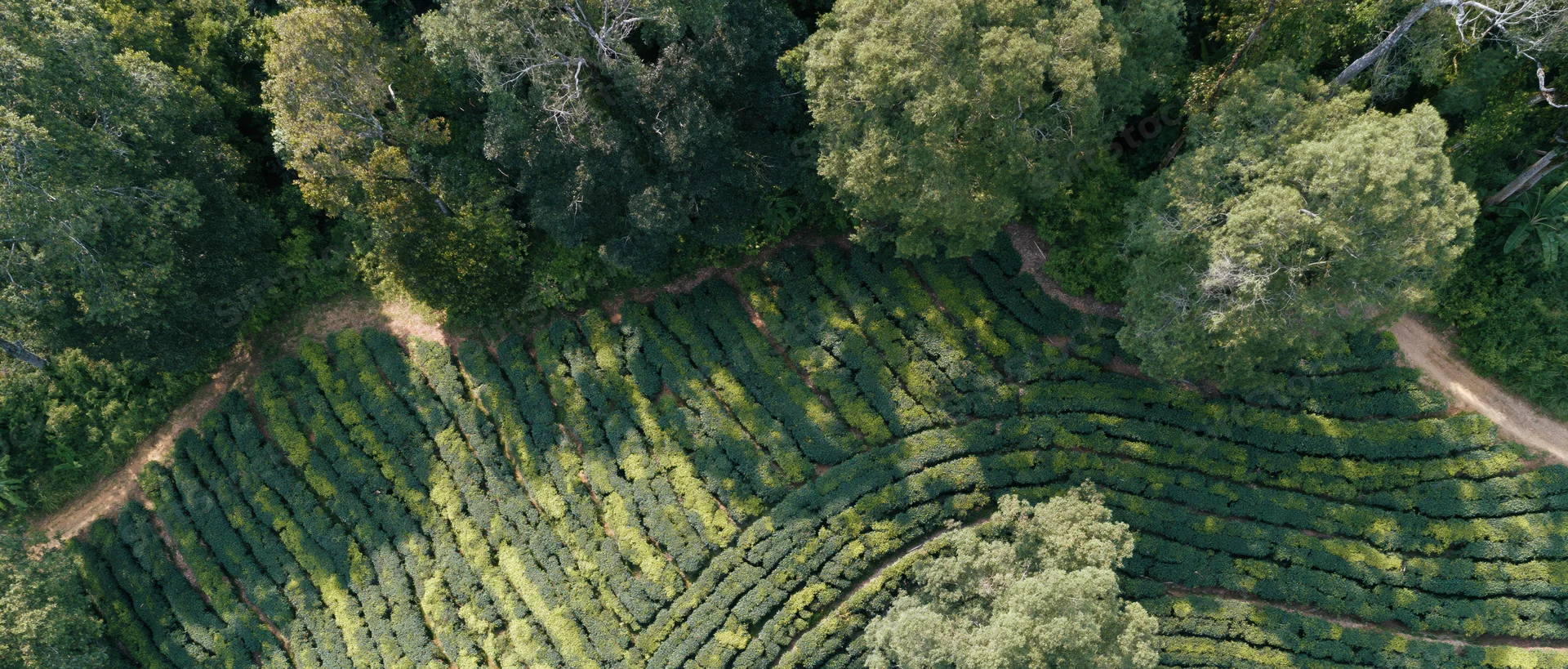 Aerial top-down view of a hillside tea plantation with neatly arranged rows of green tea bushes surrounded by trees and dirt paths