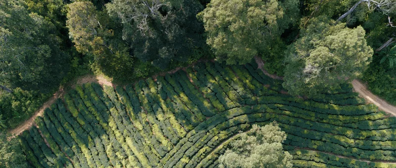 Aerial top-down view of a hillside tea plantation with neatly arranged rows of green tea bushes surrounded by trees and dirt paths
