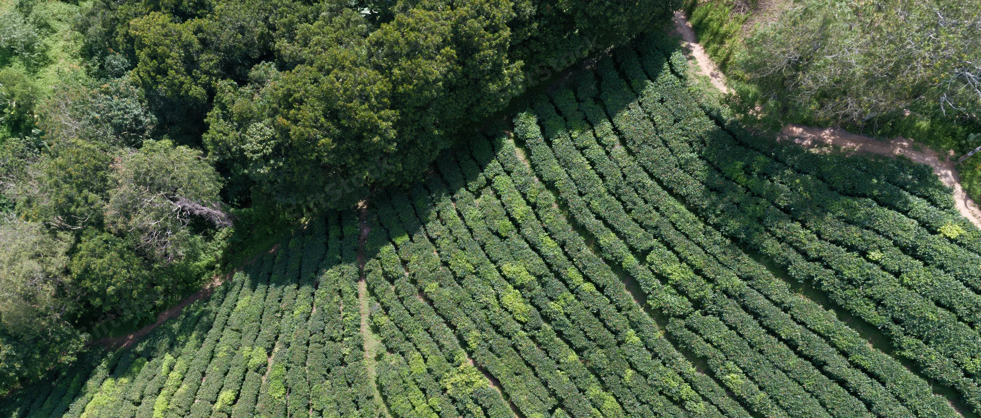 Aerial top-down view of a hillside tea plantation with neatly arranged rows of green tea bushes and surrounding trees