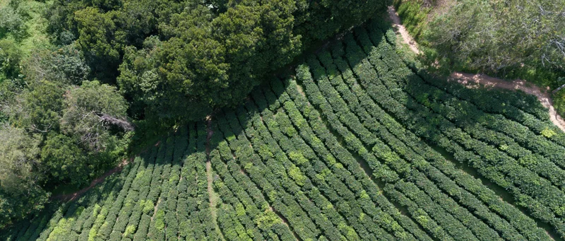 Aerial top-down view of a hillside tea plantation with neatly arranged rows of green tea bushes and surrounding trees