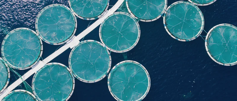 Aerial top-down view of circular fish cages floating in deep blue ocean water