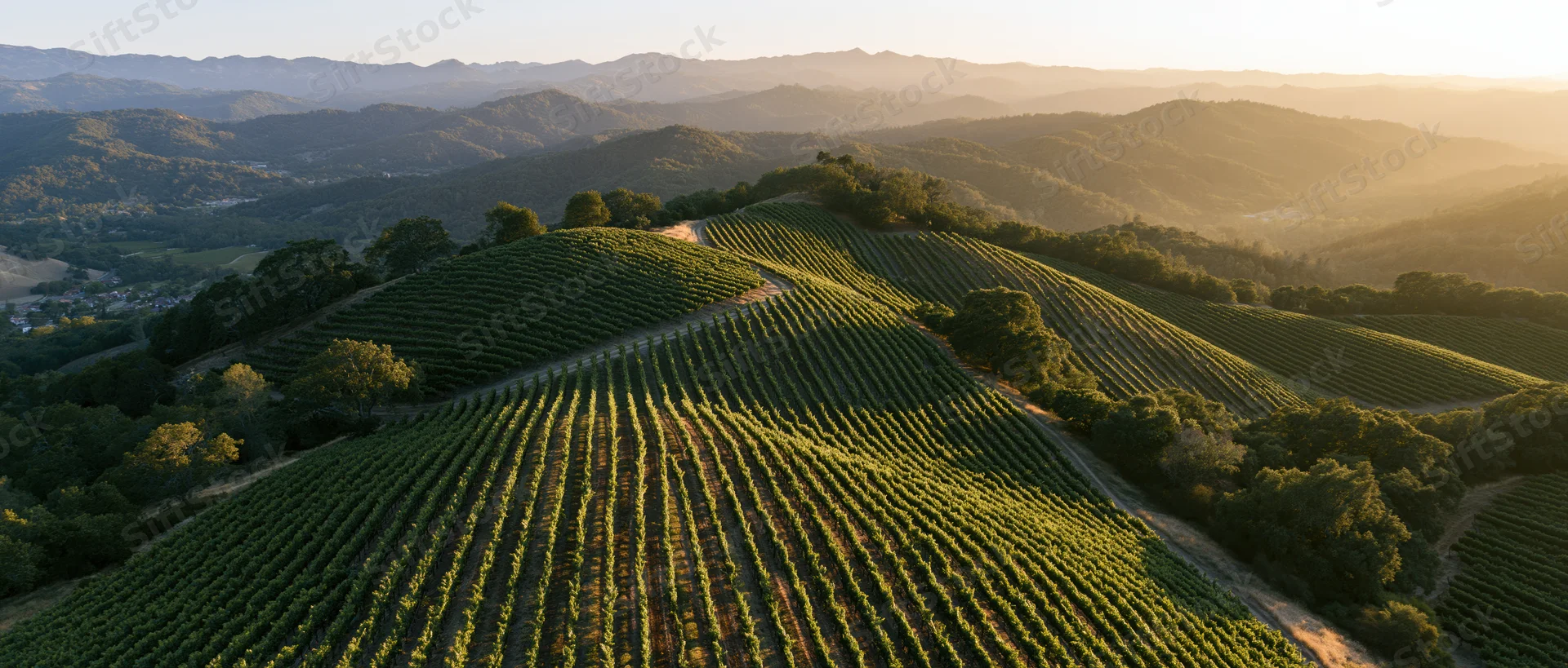 Aerial view of rolling vineyard rows curving across hilly landscape at sunset