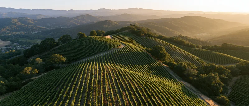 Aerial view of rolling vineyard rows curving across hilly landscape at sunset