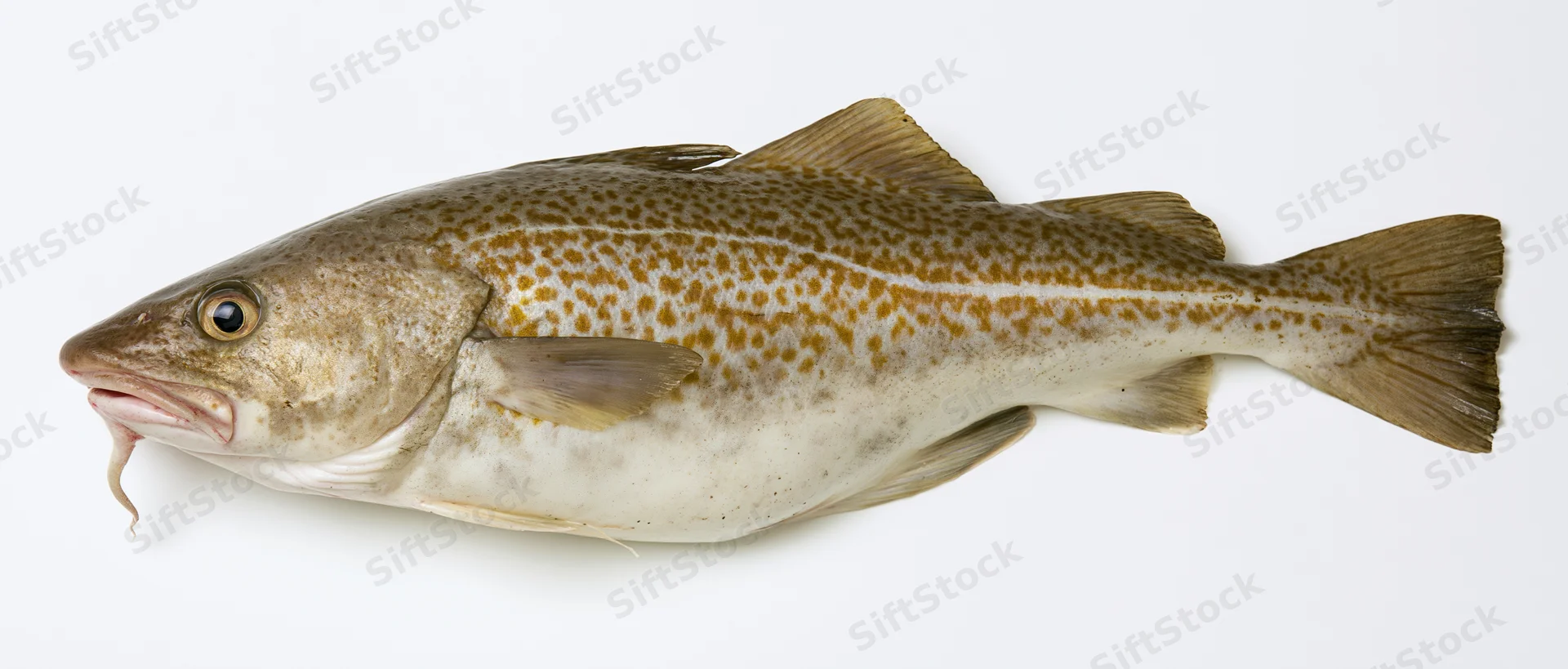 Atlantic cod fish in lateral profile against white background