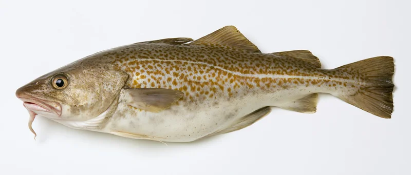 Atlantic cod fish in lateral profile against white background