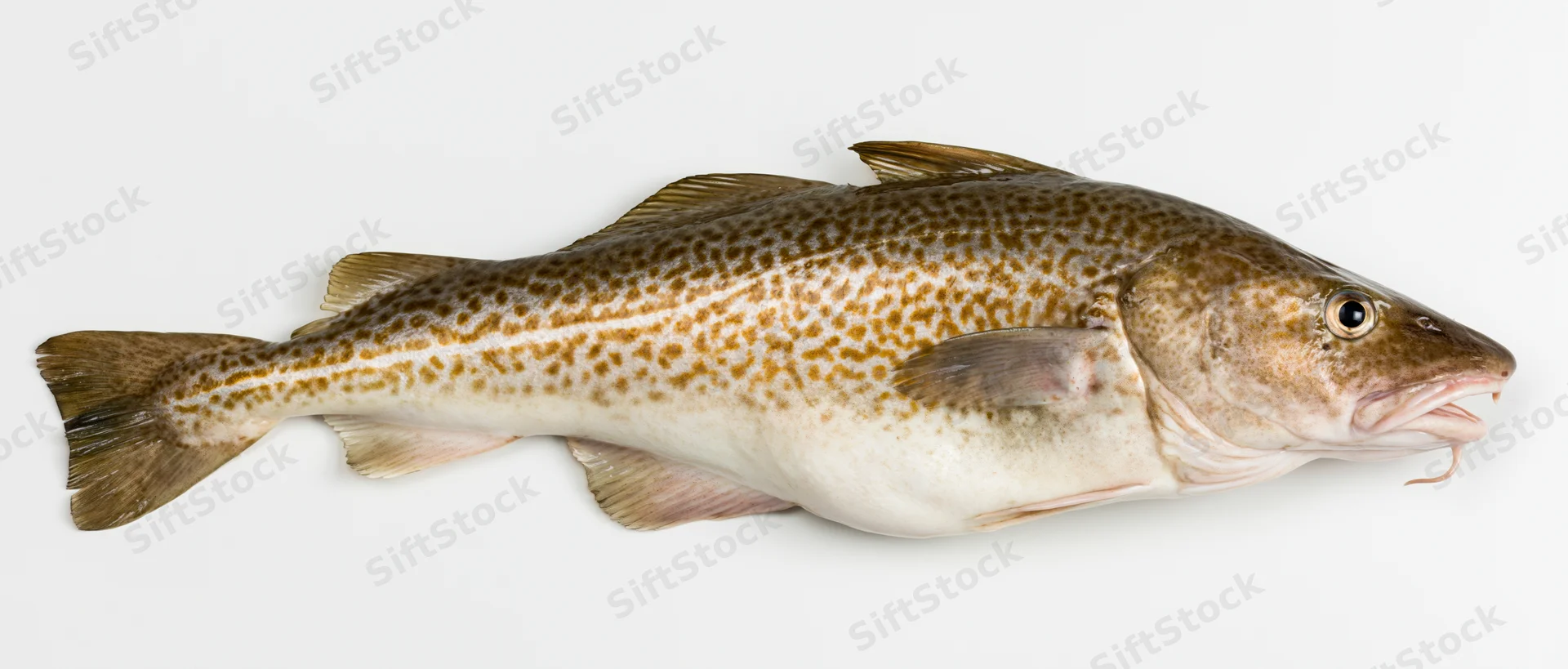 Atlantic cod fish in lateral profile on white background