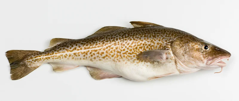 Atlantic cod fish in lateral profile on white background