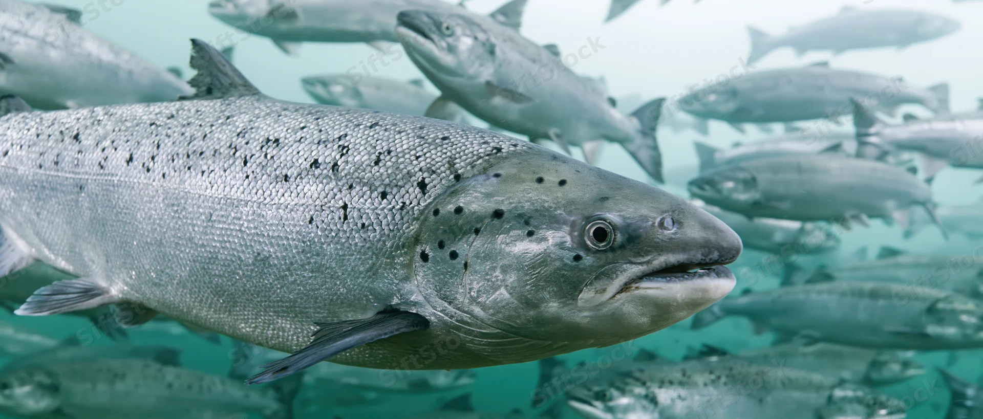 Closeup of atlantic salmon swimming in dense school underwater