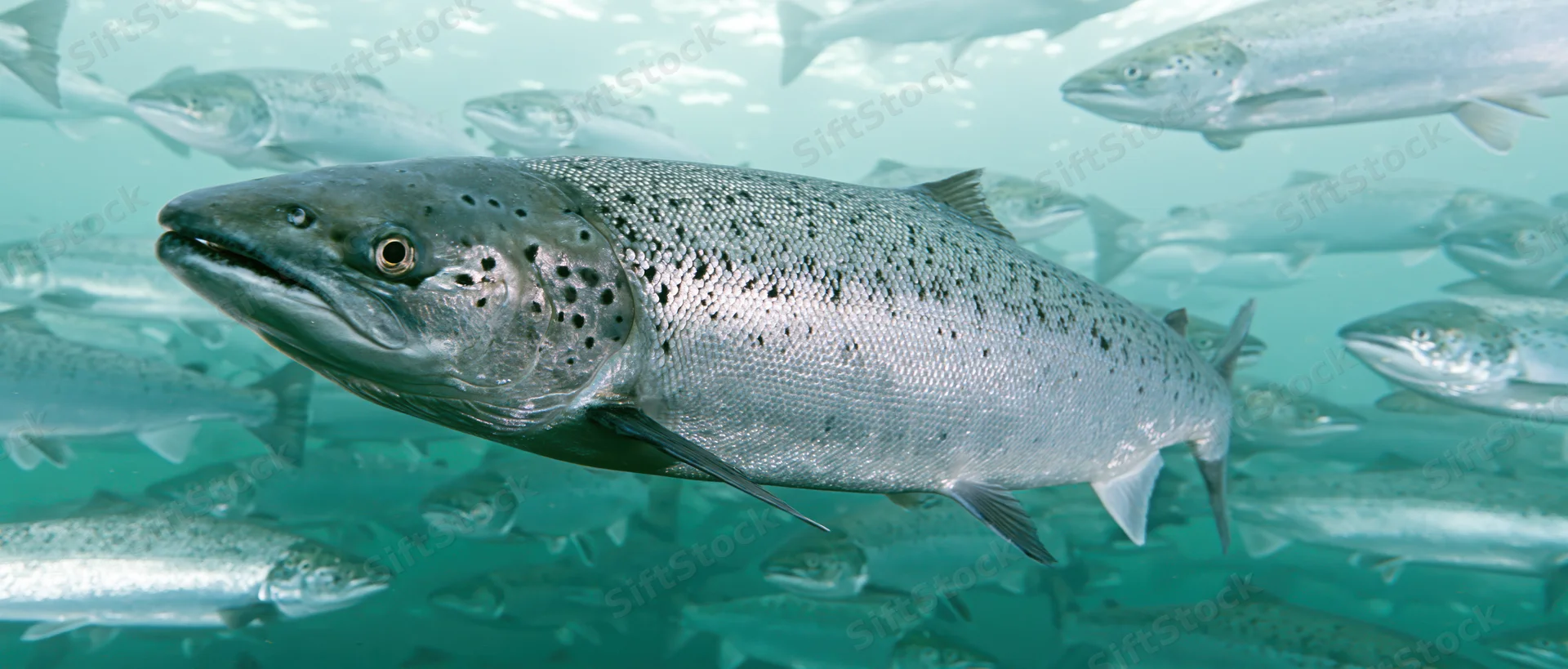 Atlantic salmon swimming in dense school underwater