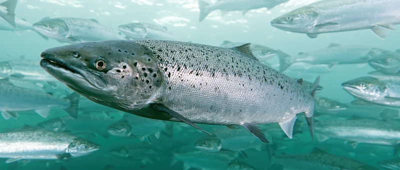 Atlantic salmon swimming in dense school underwater