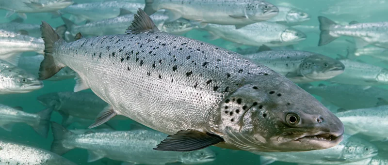 Atlantic salmon swimming in dense school underwater