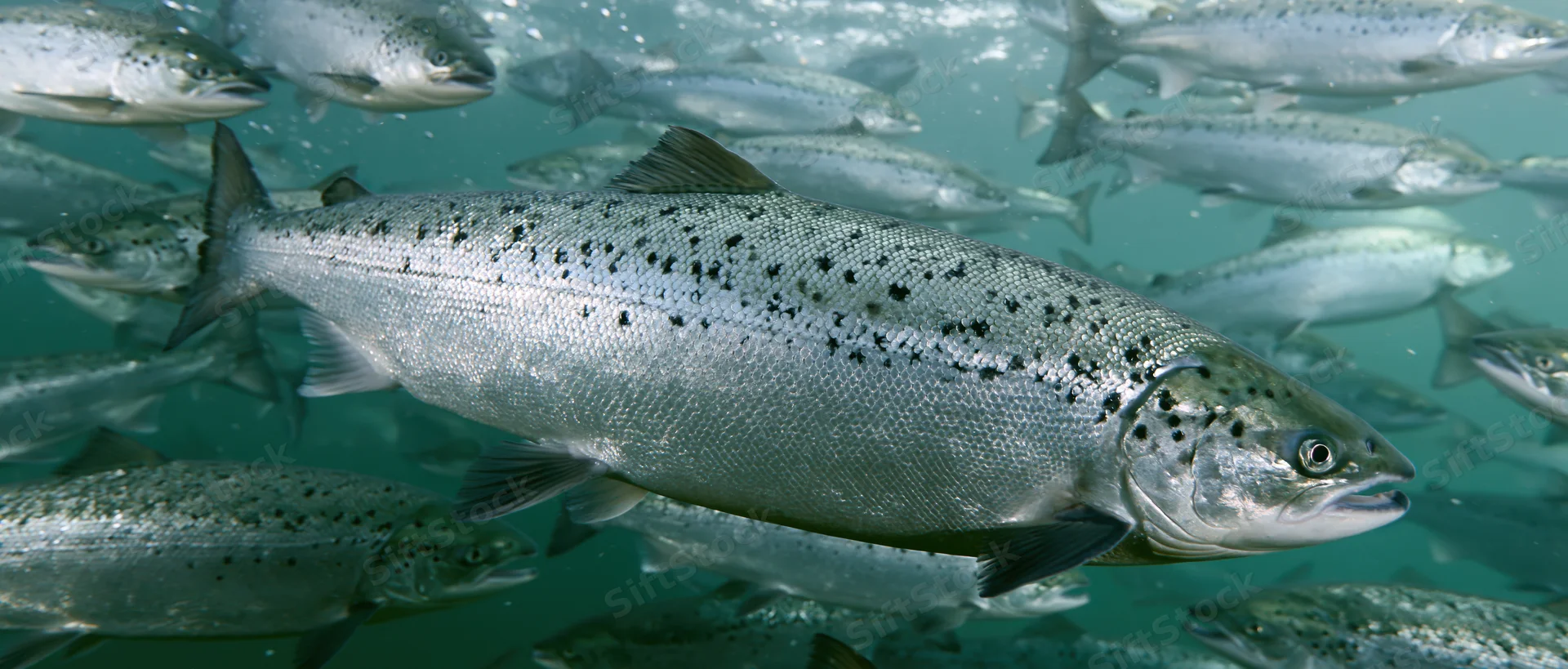 Atlantic salmon swimming in dense school underwater