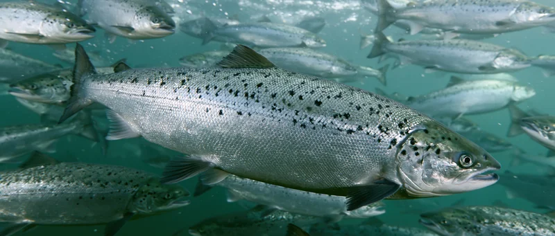 Atlantic salmon swimming in dense school underwater
