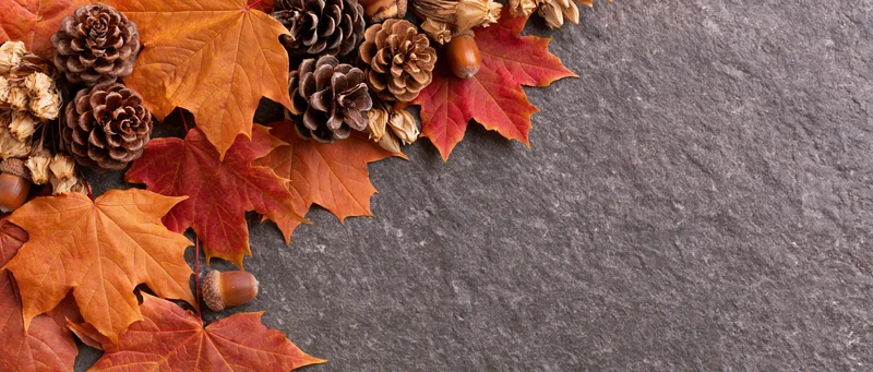 Autumn maple leaves and pinecones arranged on slate surface with copyspace