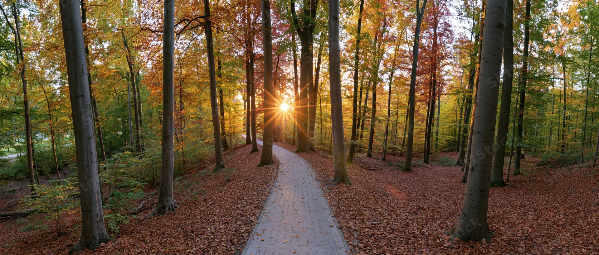 Winding paved path through autumn forest with sunburst breaking through tall trees