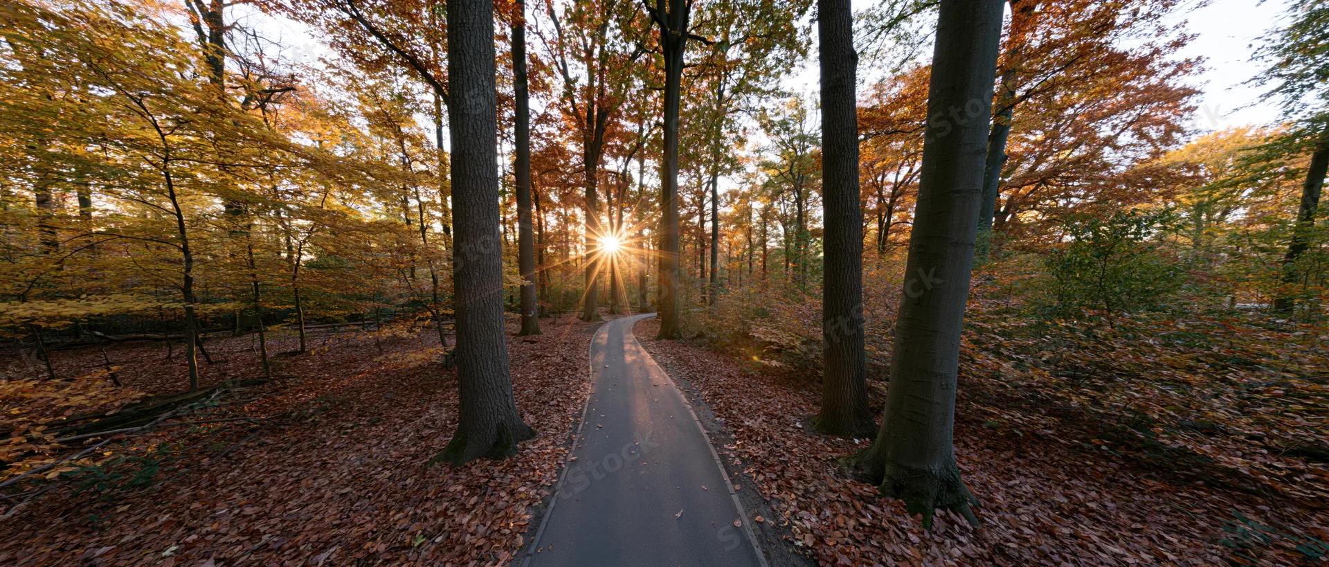 Winding path through autumn forest with sunburst between tall trees