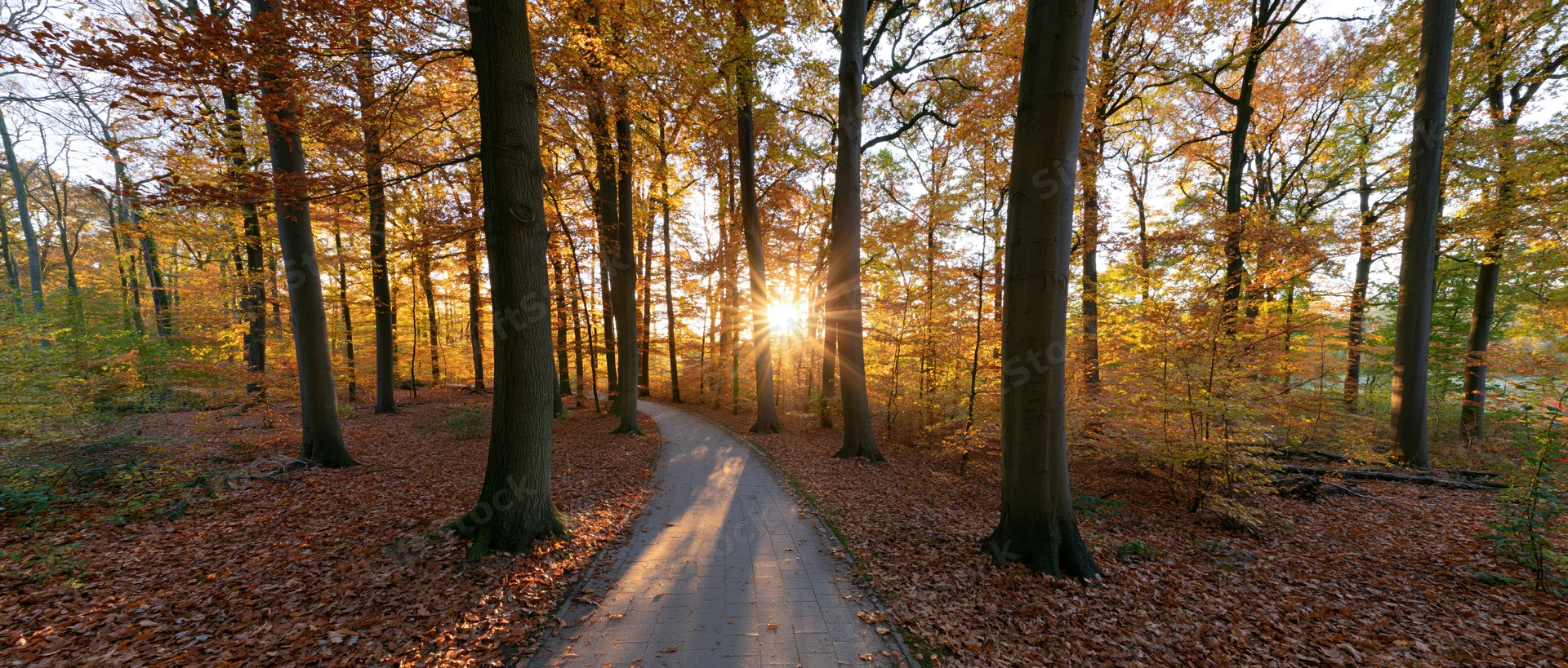 Winding paved path through autumn forest with sunburst breaking through tall trees