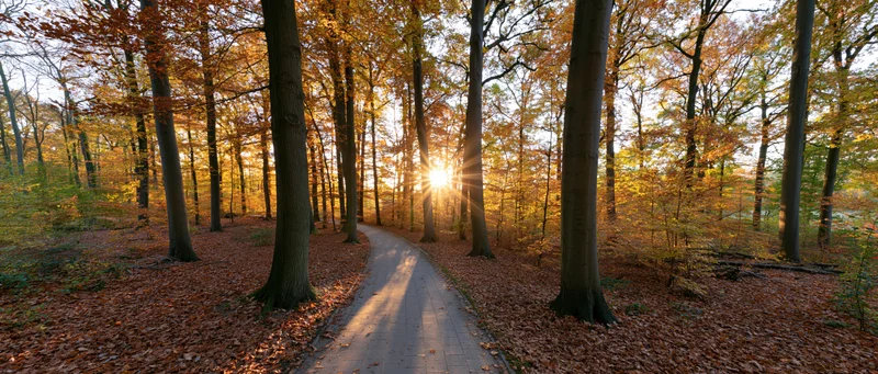 Winding paved path through autumn forest with sunburst breaking through tall trees