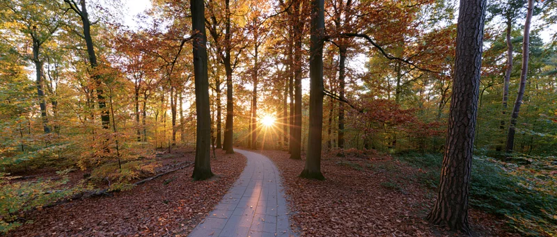 Winding stone path through autumn forest with sunburst breaking through tall trees