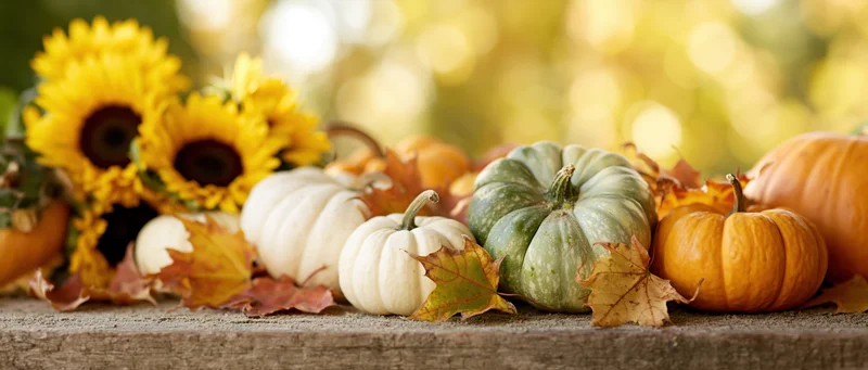 Autumn harvest still life with pumpkins, sunflowers and leaves arranged on a rustic wooden surface