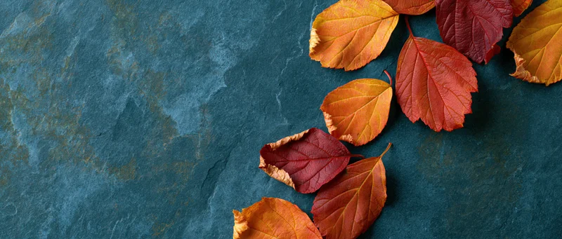 Autumn leaves scattered along the right side of a dark blue stone surface