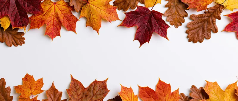 Autumn leaves arranged in border along top and bottom of white background