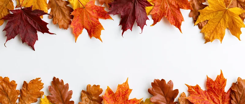 Autumn leaves arranged in border along top and bottom of white surface
