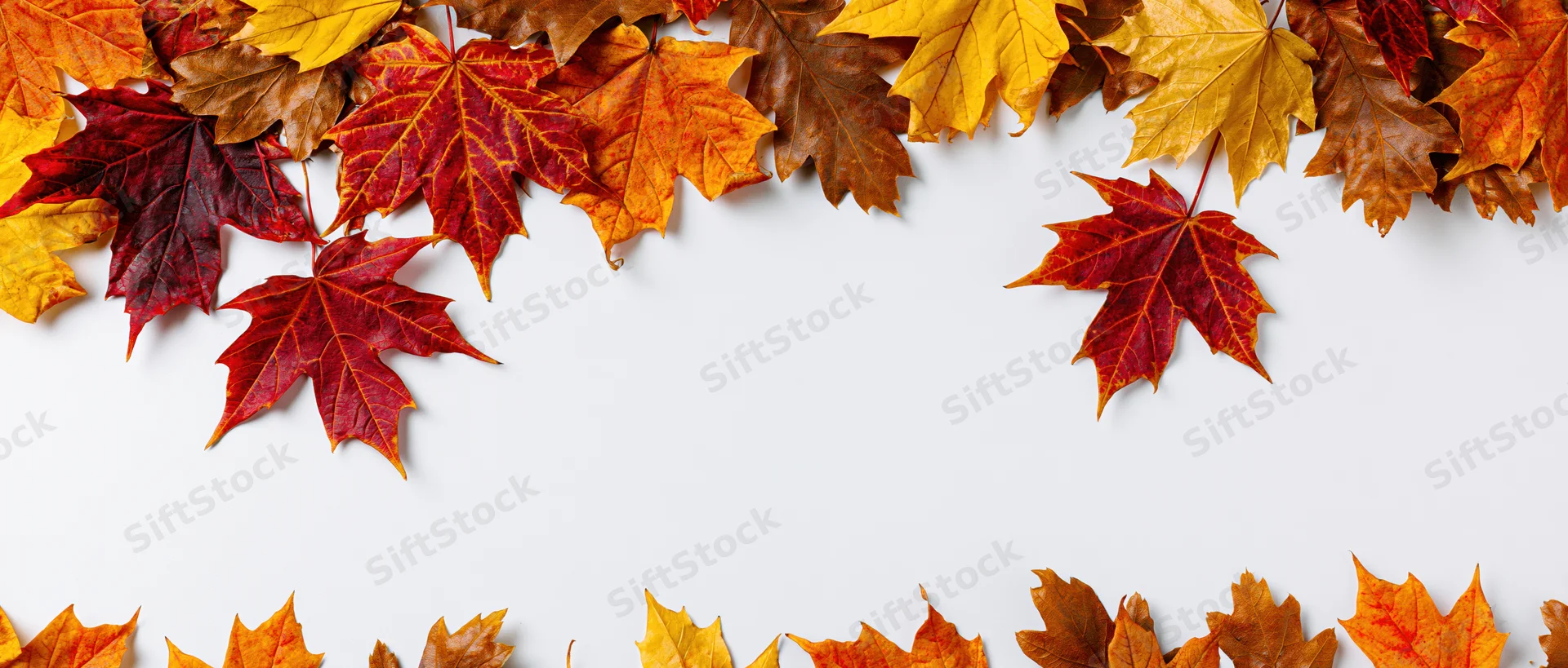 Autumn maple leaves arranged in border along top and bottom of white surface with copyspace in center