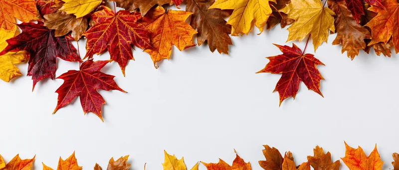 Autumn maple leaves arranged in border along top and bottom of white surface with copyspace in center