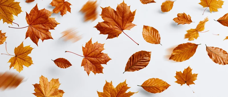 Autumn leaves falling and swirling against a white background