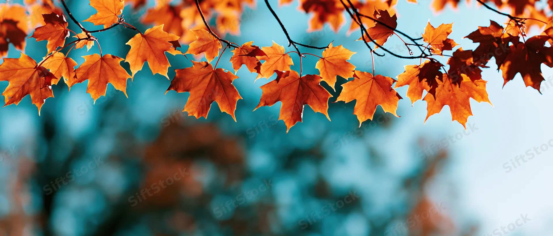 Maple branches with orange and amber leaves against a blue sky background