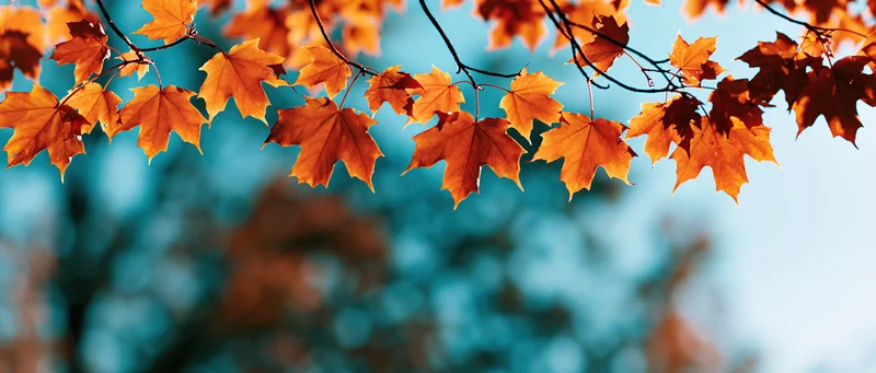 Maple branches with orange and amber leaves against a blue sky background