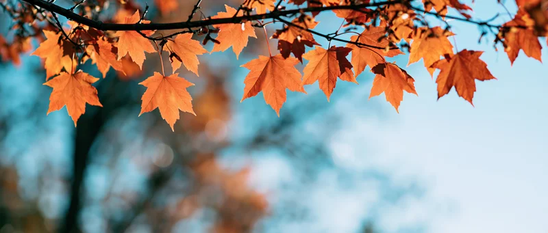 Orange maple leaves hanging from a branch against a blue sky in autumn