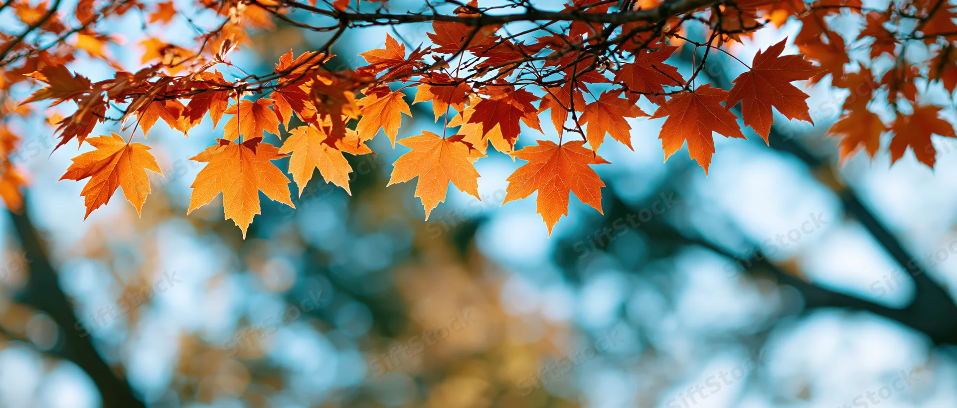 Maple leaves in autumn colors hanging from branches against a blurred sky background