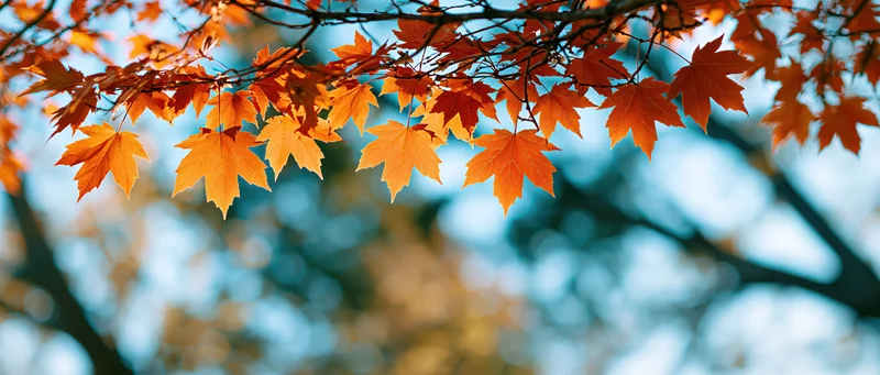 Maple leaves in autumn colors hanging from branches against a blurred sky background
