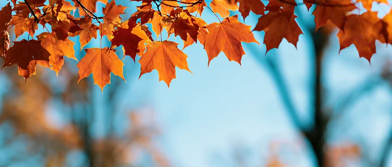 Maple leaves in autumn colors hanging against a blue sky with copyspace below