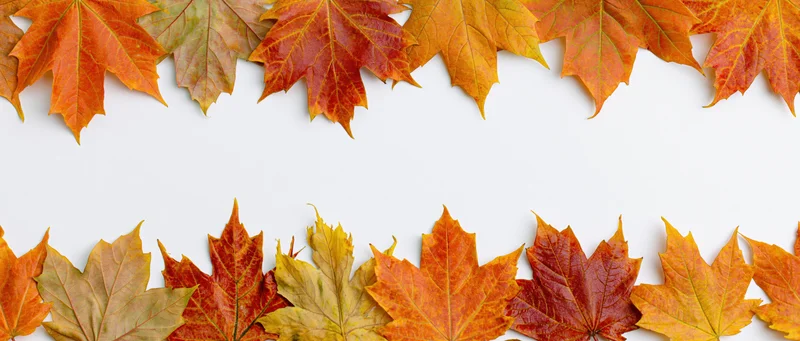 Maple leaves arranged as a natural border frame along top and bottom of white surface