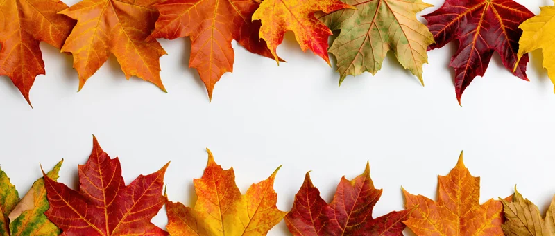 Maple leaves arranged as a natural border frame on white background with copyspace