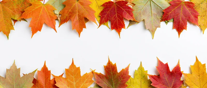 Maple leaves arranged as a natural border frame along the top and bottom edges of a white background