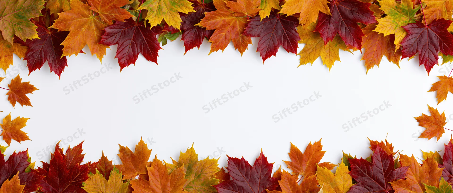 Autumn maple leaves arranged as a horizontal border frame with copyspace in center