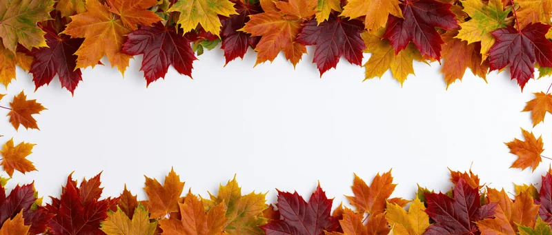 Autumn maple leaves arranged as a horizontal border frame with copyspace in center