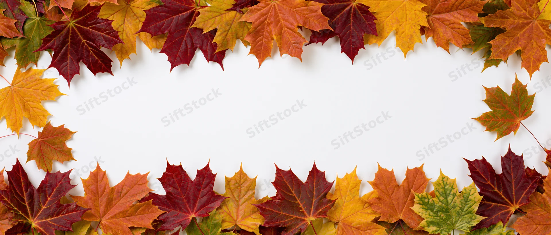 Maple leaves arranged as a wide horizontal border frame on white background