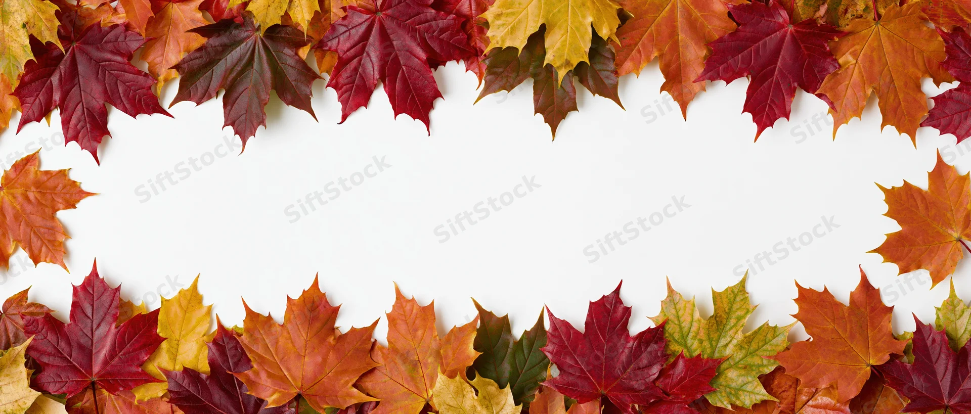 Autumn maple leaves arranged as a wide horizontal border frame on white background with copyspace