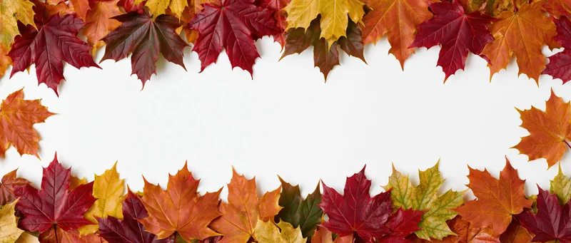 Autumn maple leaves arranged as a wide horizontal border frame on white background with copyspace