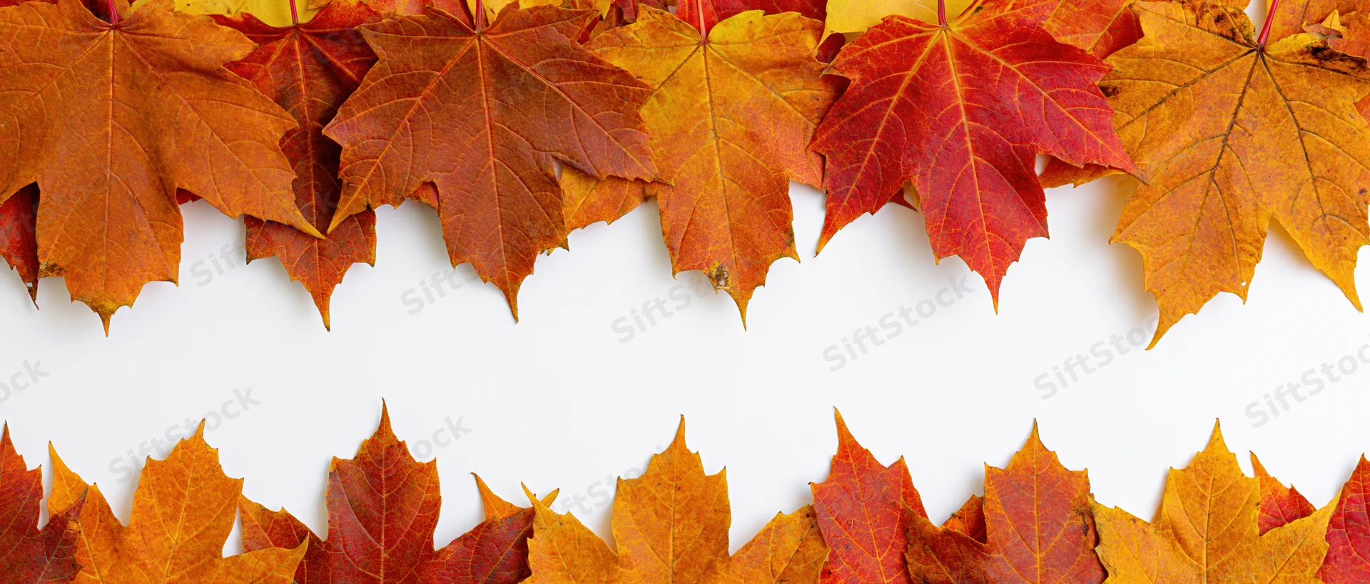 Maple leaves arranged in two horizontal border strips on white background