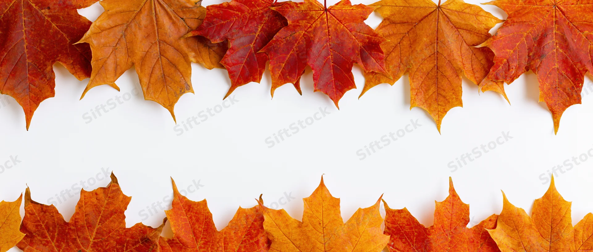 Maple leaves arranged in two horizontal border strips on white background with copyspace