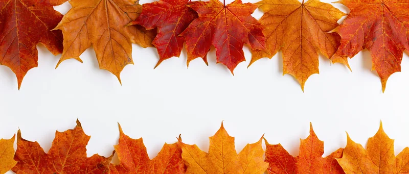 Maple leaves arranged in two horizontal border strips on white background with copyspace