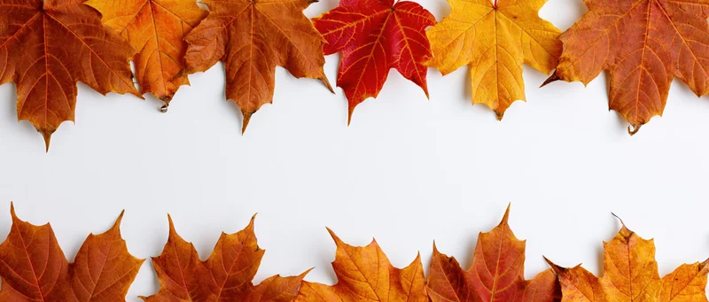 Maple leaves arranged in two horizontal border strips on white background