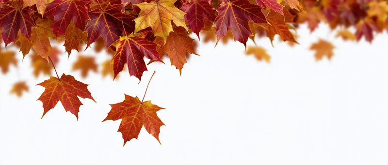 Autumn maple leaves cascading downward against a white background with copyspace