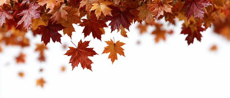 Autumn maple leaves cascading downward against a white background with copyspace